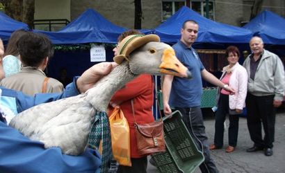 libafesztival-kiskunfelegyhaza